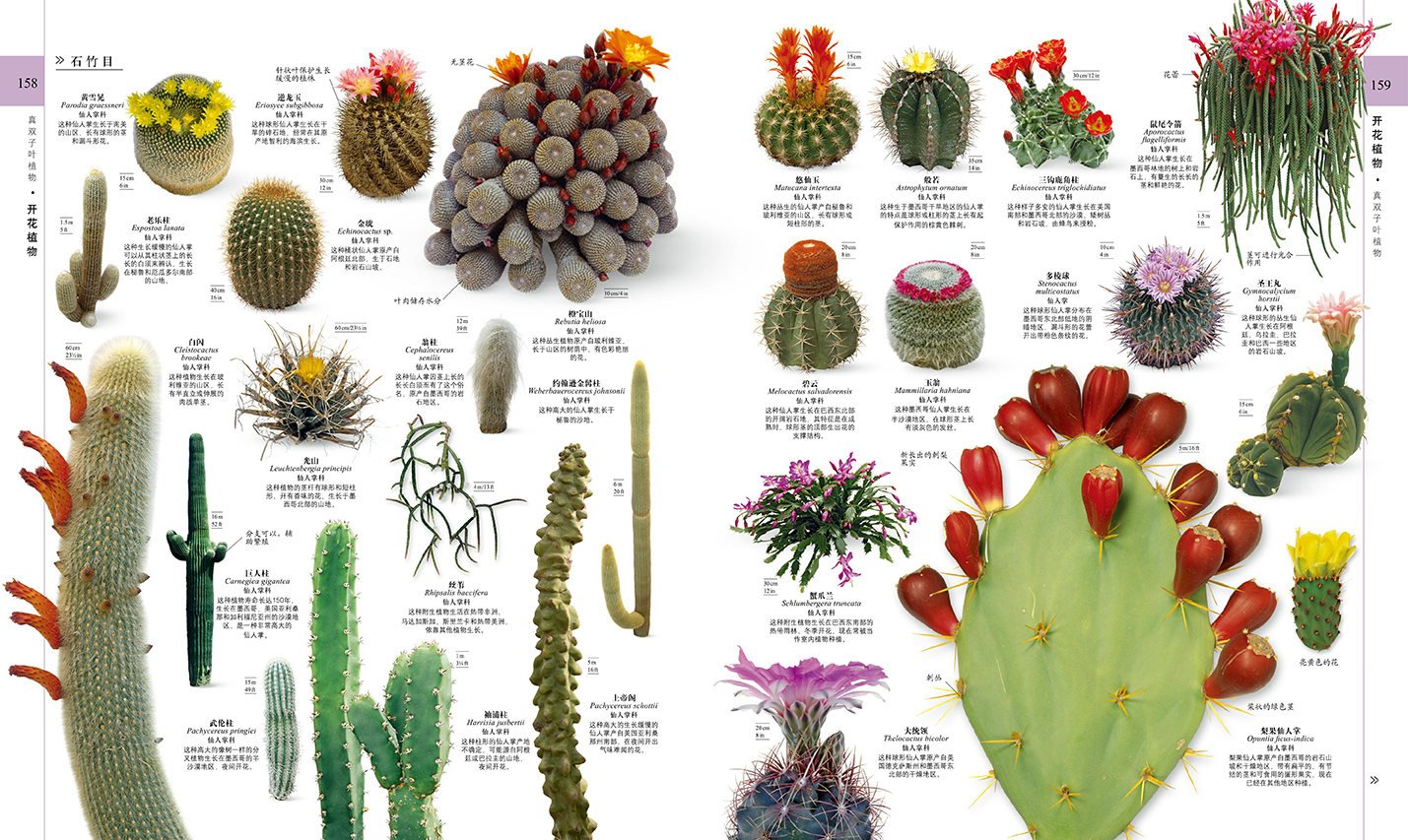 创新视觉出版的先锋——专访DK出版社CEO卡斯滕·科斯菲尔德