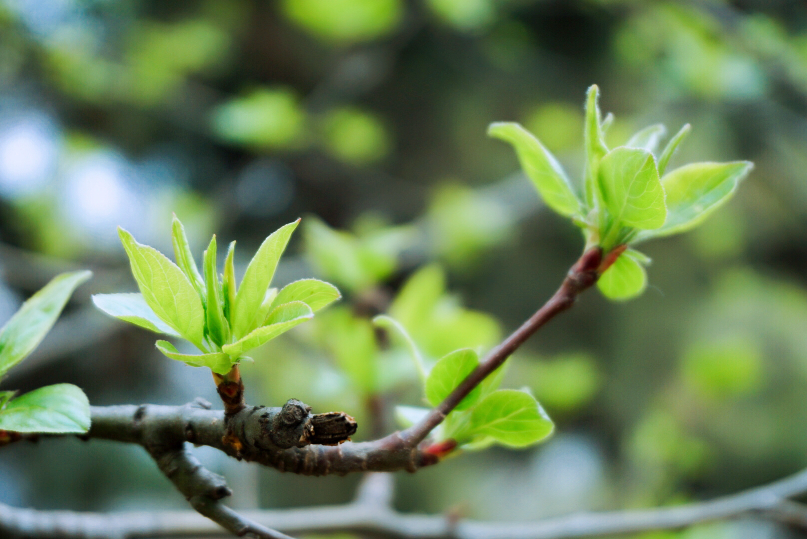 草长莺飞说文学