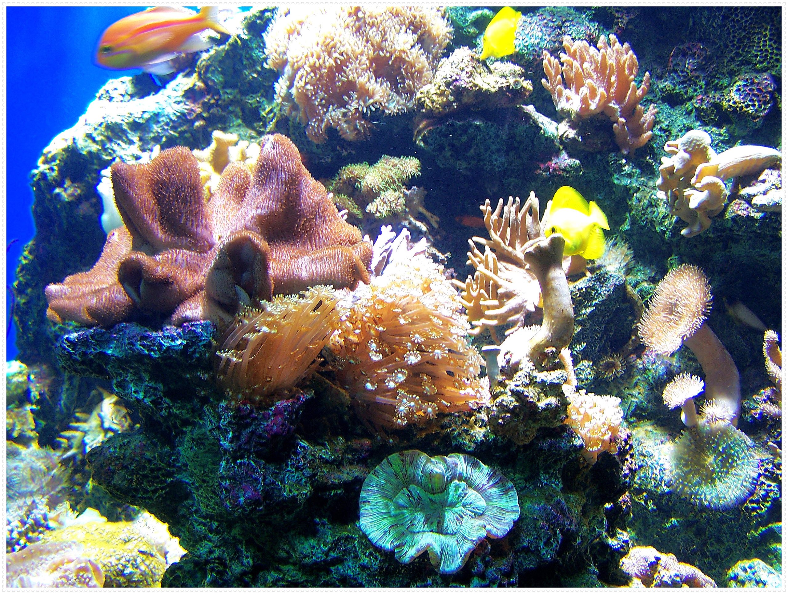 来自海洋的生命乐章