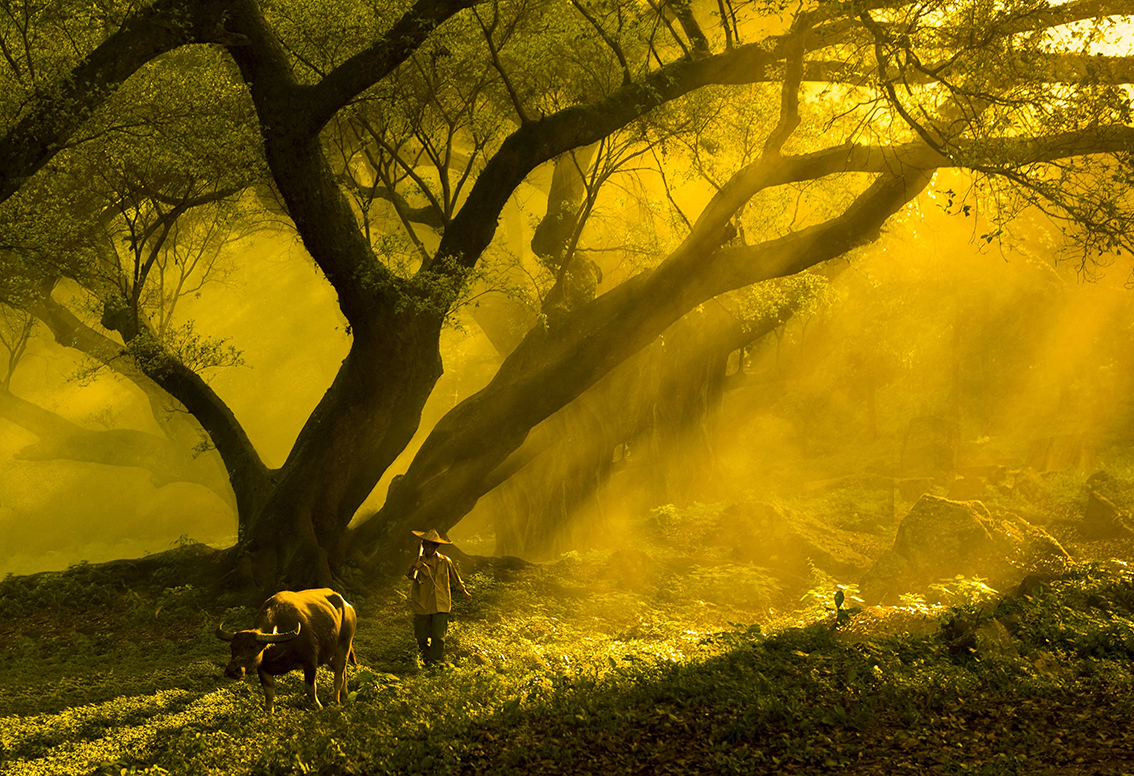 透过树梢读懂历史