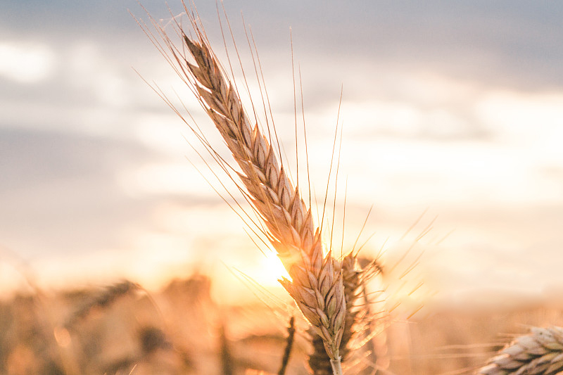 浅谈儿童文学主题出版的策划与编辑