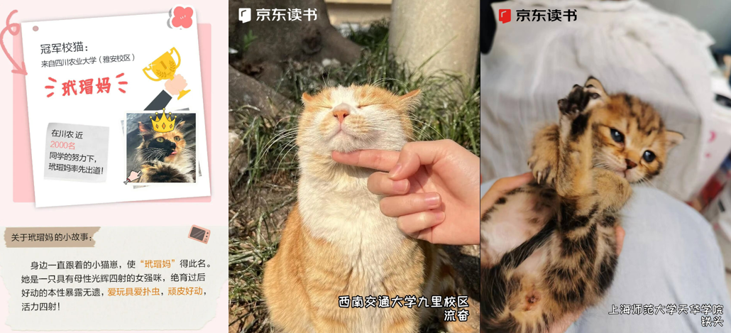 京东读书APP公益阅读收官 携手121家高校及蓝氏猫粮投喂4800只校园流浪猫