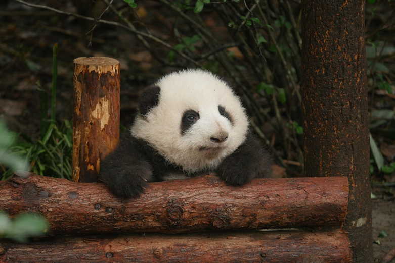 《熊猫花花》分享会在北京订货会成功举办